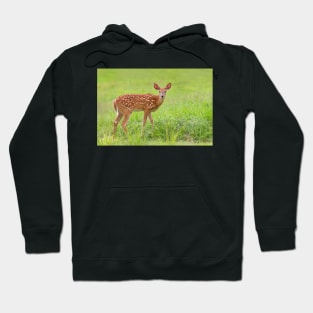 Fawn - White-tailed deer Hoodie